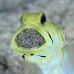 jawfish_yellowhead_oc_jar_v_0097_cub0598_crop.jpg